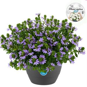 Bild von HP27 o.kl. Scaevola bleu